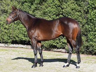 Lot 65 (Ghibellines x Italian Miss), half-sister to Group One NZ Oaks winner The Party Stand (NZ). 
